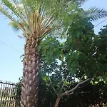 Ciuscia