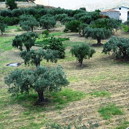 לינה וארוחת בוקר Ciuscia