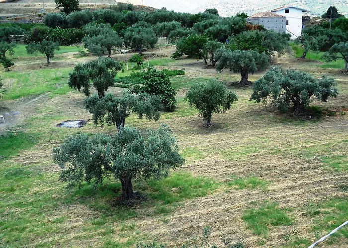 לינה וארוחת בוקר Ciuscia