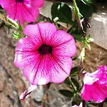 Ciuscia